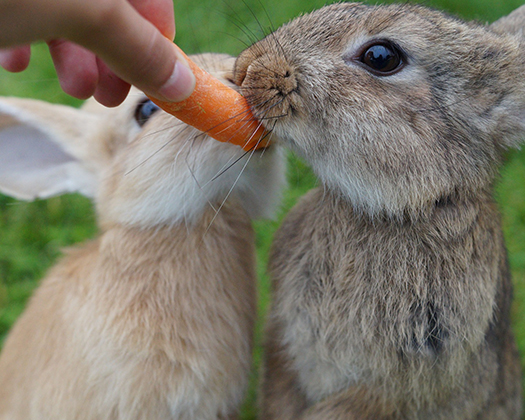 Kaninchen Fütterung