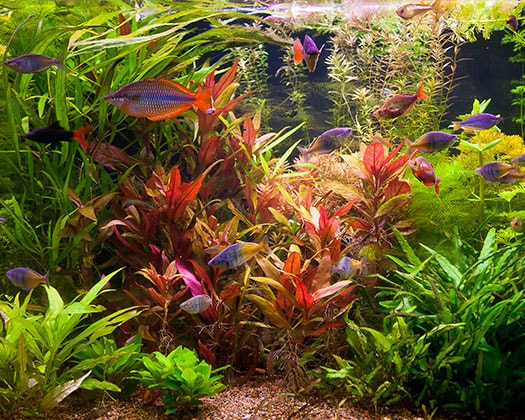 Ein üppig bepflanztes Süßwasseraquarium mit einer Vielfalt an grünen und roten Wasserpflanzen.
