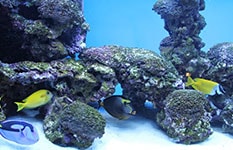 Salzwasseraquarium